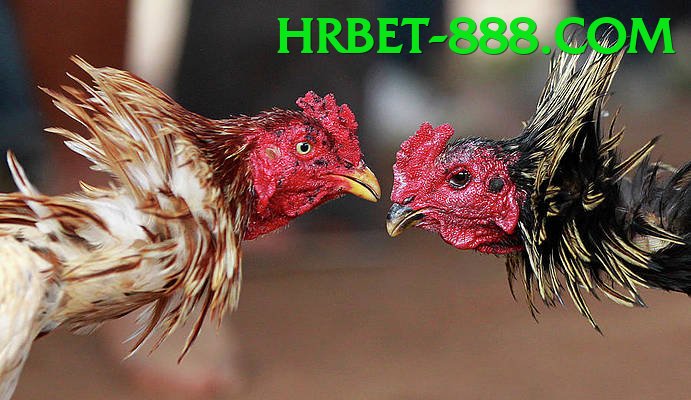 Trường Đấu Đá Gà Chuyên Nghiệp